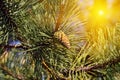 Pinus mugo backlit Royalty Free Stock Photo