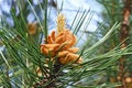 Pinus mugo closeup Royalty Free Stock Photo