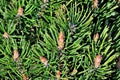 Pinus mugo closeup Royalty Free Stock Photo