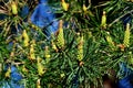 Pinus mugo closeup Royalty Free Stock Photo