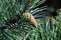 Pinus mugo. Cone and needles closeup