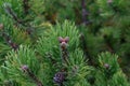 Pinus mugo creeping pine Conifer in the Alps