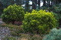 Pinus mugo. creeping pine, dwarf mountain pine. Royalty Free Stock Photo