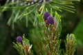 Purple colored female cones of Pinus mugo mughus or dwarf mountain pine Royalty Free Stock Photo