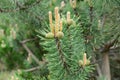 Pinus mugo, pine young cones and shoots on tree branches