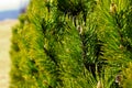 Pinus mugo tree Royalty Free Stock Photo