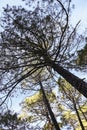 Pinus Nigra forest in Sierra de Cazorla y Segura