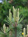 Pinus nigra - Mountain pine with shoot sprout in early spring Royalty Free Stock Photo