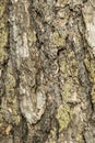 Pinus nigra subsp `Nigra`  brown tree bark background Royalty Free Stock Photo