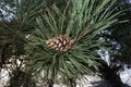 Pinus nigra tree in a public park