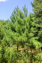 Pinus parviflora, also known as five-needle pine Ulleungdo Royalty Free Stock Photo