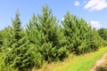 Pinus parviflora, also known as five-needle pine Ulleungdo Royalty Free Stock Photo