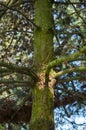 Pinus parviflora `Tempelhof` Japanese White Pine trunk with branches Royalty Free Stock Photo