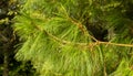 Pinus patula. Pinus strobus pine with a weeping crown