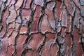 Pinus pinaster bark