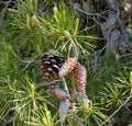 Pinus Pinaster Or Maritime Pine With Cones