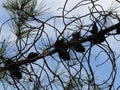 Pinus Pinaster Or Maritime Pine With Cones