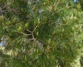 Pinus Pinaster Or Maritime Pine With Cones