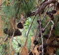 Pinus Pinaster Or Maritime Pine With Flowers