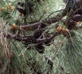 Pinus Pinaster Or Maritime Pine With Flowers