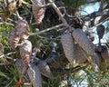 Pinus Pinaster Or Maritime Pine With Flowers