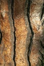 Pinus pinea brown tree bark Royalty Free Stock Photo