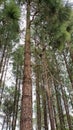 Natural environment. Pine wood with plants of Pinus pinea and Pinus pinaster. Bottom view.