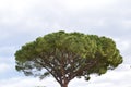 Pinus pinea wide view