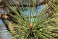 Pinus Ponderosa Buds - Tehachapi Mtns - 102622