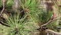 Pinus Ponderosa Buds - Tehachapi Mtns - 102622