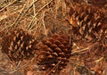 Pinus ponderosa, Ponderosa pine, Bull pine, Blackjack pine Royalty Free Stock Photo