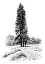 Pinus Ponderosa vintage illustration