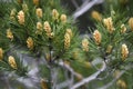 Pinus radiata blooming in forest springtime