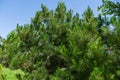 Pinus radiata, the Monterey pine or insignis pine. Close-up of pinus branches. Sunny day in spring Arboretum Park