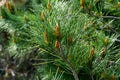 Pinus radiata, the Monterey pine or insignis pine in bloom. Close-up of bud pollination pinecone on pinus branches. Royalty Free Stock Photo