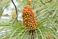Pinus roxburghii Large male cone