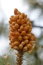 Pinus roxburghii male cone