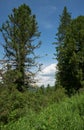 Pinus sibirica ÃÂedar forest on the Seminsky mountain pass Royalty Free Stock Photo