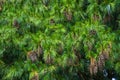 Pinus Strobus, Weymouth Pine Full of Ripe Cones Royalty Free Stock Photo