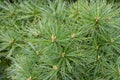 Pinus strobus or Weymouth pine plant Royalty Free Stock Photo