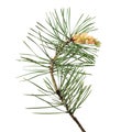 Pinus sylvestris branch Royalty Free Stock Photo