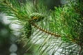 Pinus sylvestris, green cones on Scots pine branch. Evergreen tree