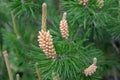 Pinus sylvestris, male inflorescence