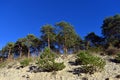 Pinus sylvestris pine regeneration on an eroded slope next to a road