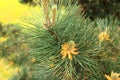 Pinus sylvestris Scotch pine European red pine Scots pine or Baltic pine branch with cones flowers and pollen Royalty Free Stock Photo