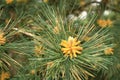 Pinus sylvestris Scotch pine European red pine Scots pine or Baltic pine branch with cones flowers and pollen Royalty Free Stock Photo