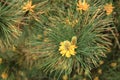 Pinus sylvestris Scotch pine European red pine Scots pine or Baltic pine branch with cones flowers and pollen Royalty Free Stock Photo