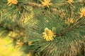 Pinus sylvestris Scotch pine European red pine Scots pine or Baltic pine branch with cones flowers and pollen Royalty Free Stock Photo