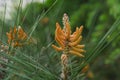 Pinus sylvestris Scots pine Crimean pine or Baltic pine. branch with cone flowers and pollen on background out of focus Royalty Free Stock Photo