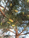 Pinus sylvestris, scots pine, photographed in Romania. Royalty Free Stock Photo